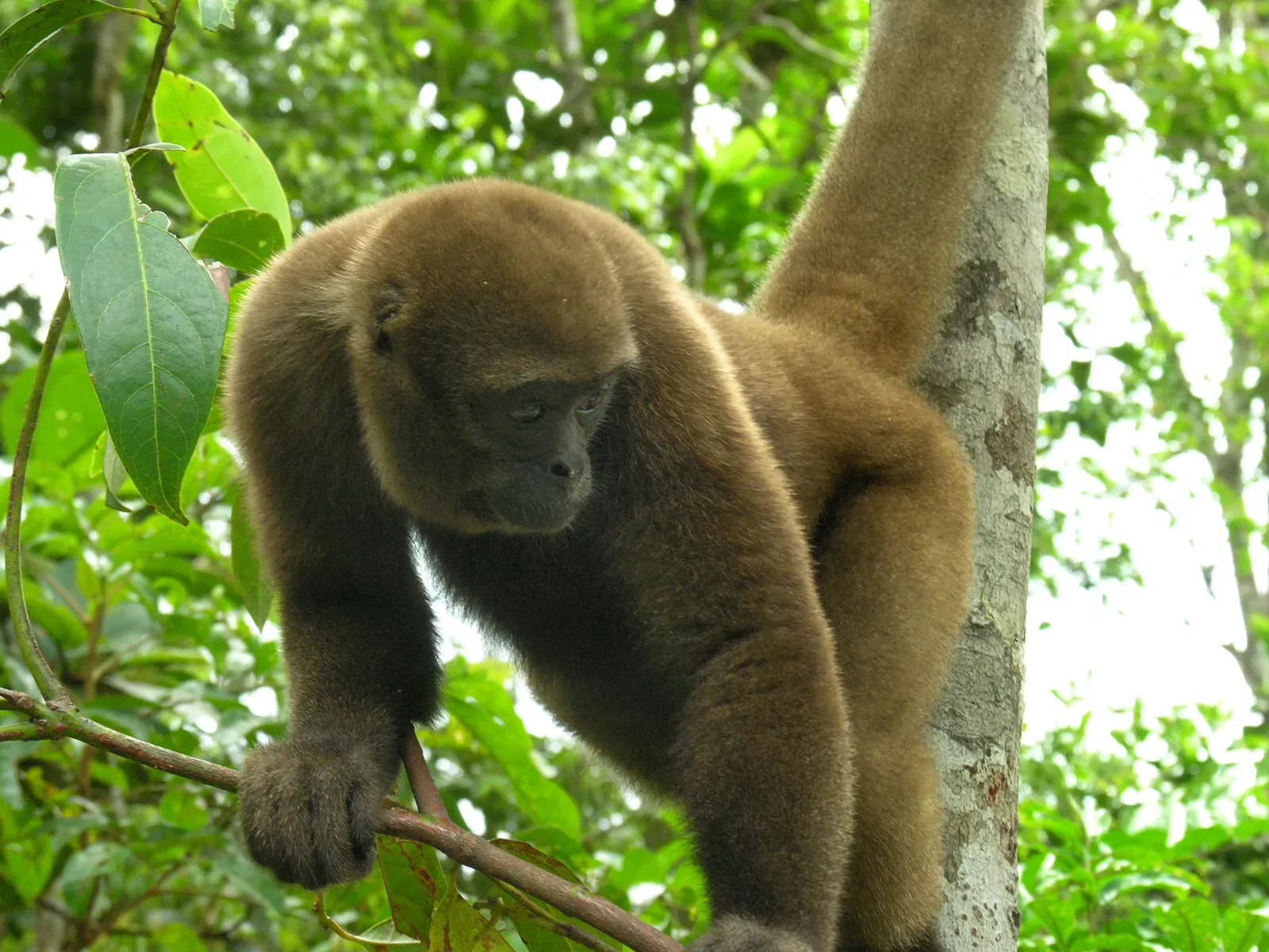 #10 - The Monkey Science Only Knew From Pelts (This image was copied from wikipedia:en. by Ipaat, Public domain)