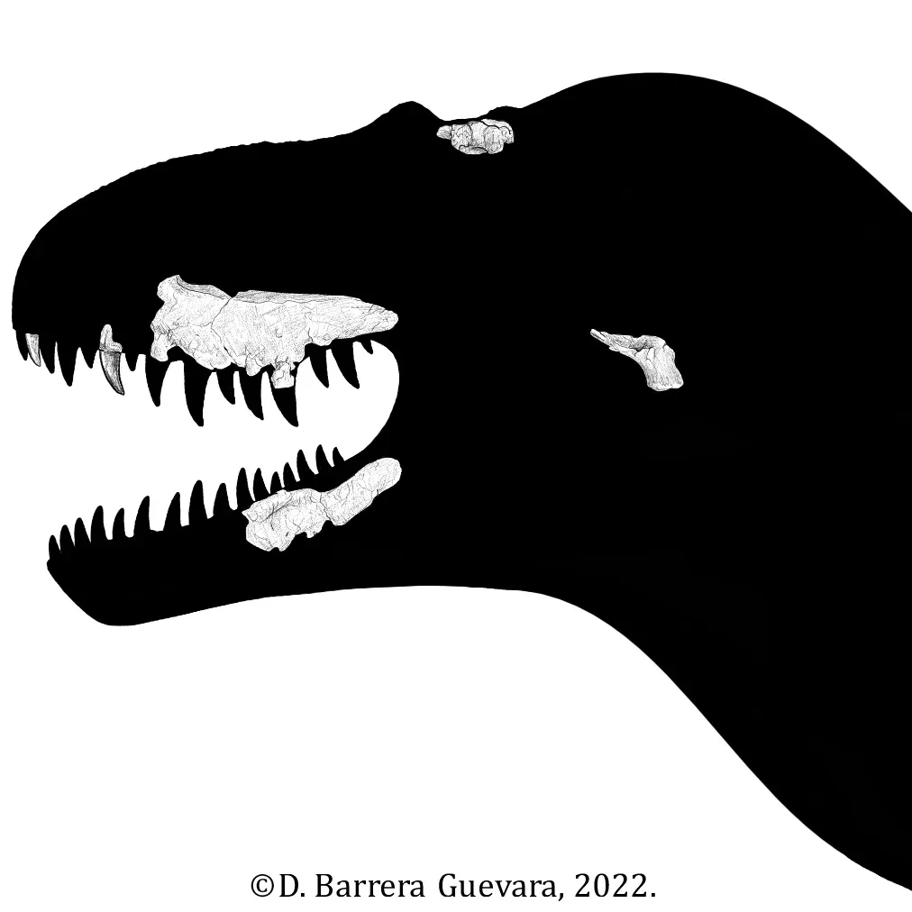 #14 - Labocania anomala: Mexico's Mystery Tyrant (By D. Barrera Guevara, CC BY-SA 4.0)
