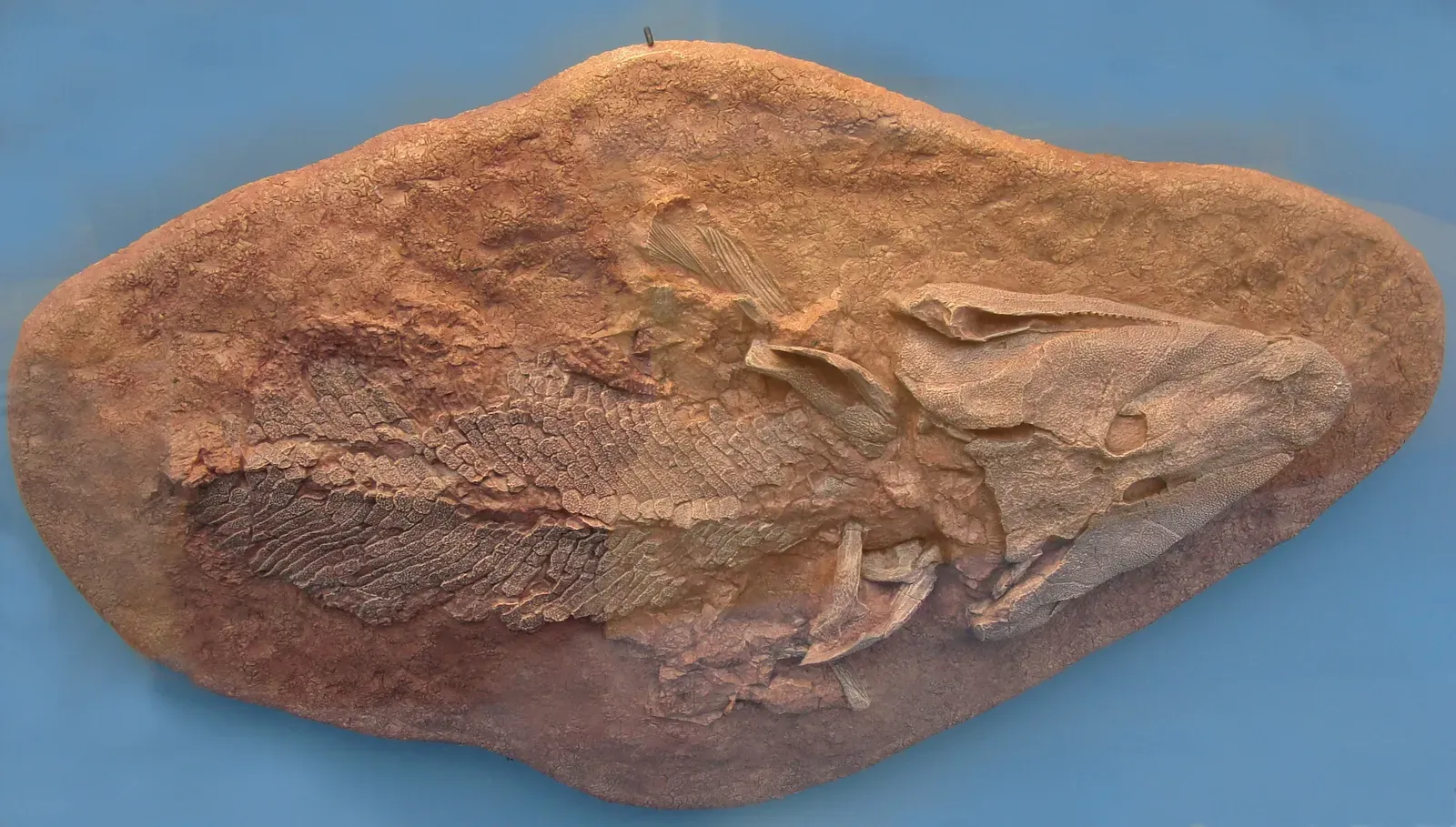 5. Tiktaalik: The Fish That Walked Onto Land (By Tiktaalik_belgium.JPG: Esv
derivative work: Petter Bøckman (talk), CC BY-SA 3.0)