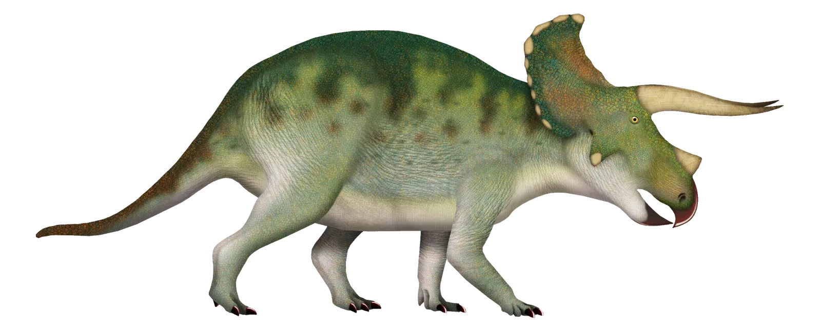 Your Horns and Frill Were Covered in Colorful Keratin (Image Credits: Wikimedia)