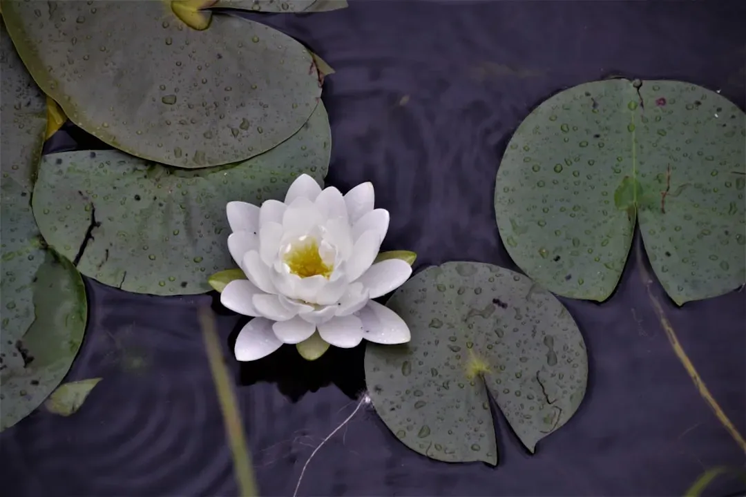 7. Water Lilies and Aquatic Plants – Pond Food for Dinosaur Shorelines (Image Credits: Unsplash)