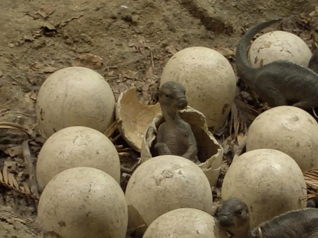 Hatchling Dinosaurs Came Into the World in Dramatically Different States of Readiness (currybet, Flickr, CC BY-SA 2.0)