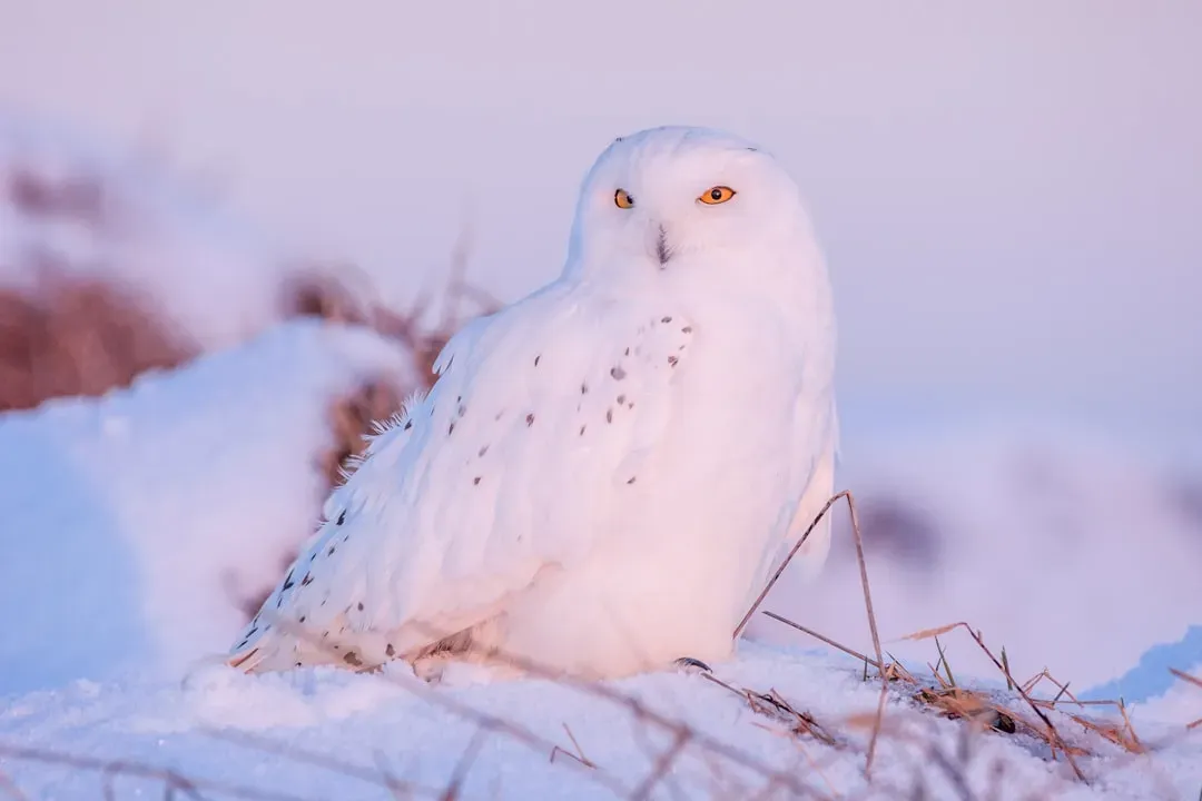 Pisces: The Snowy Owl (Image Credits: Unsplash)