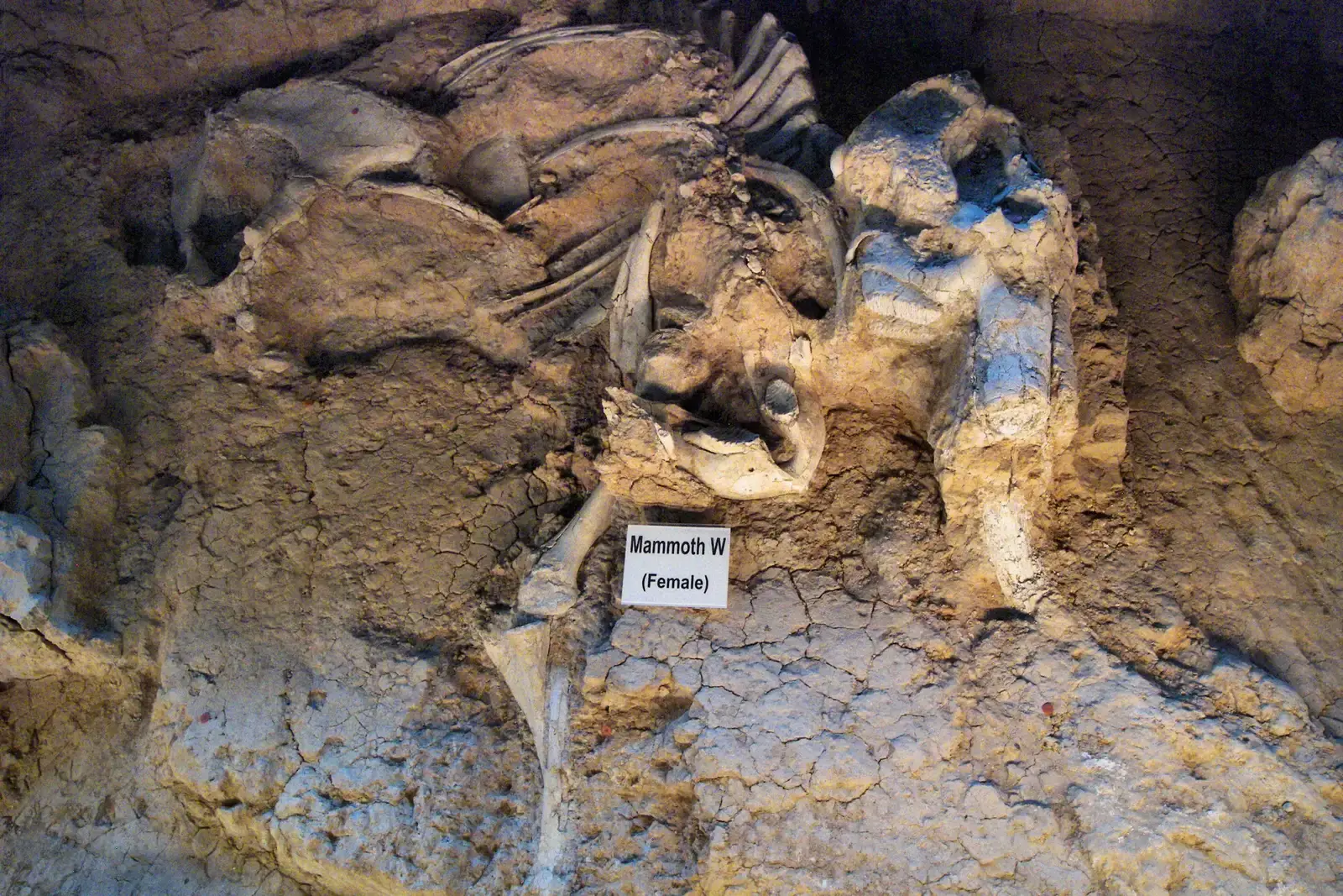 #9 - What Actually Killed Off the Ice Age Giants? (By Larry D. Moore, CC BY 4.0)