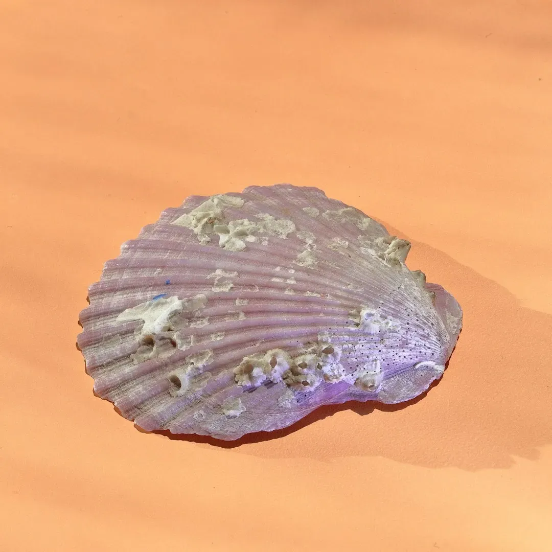 How a tiny shell rewrites our sense of “prehistory” (Image Credits: Unsplash)