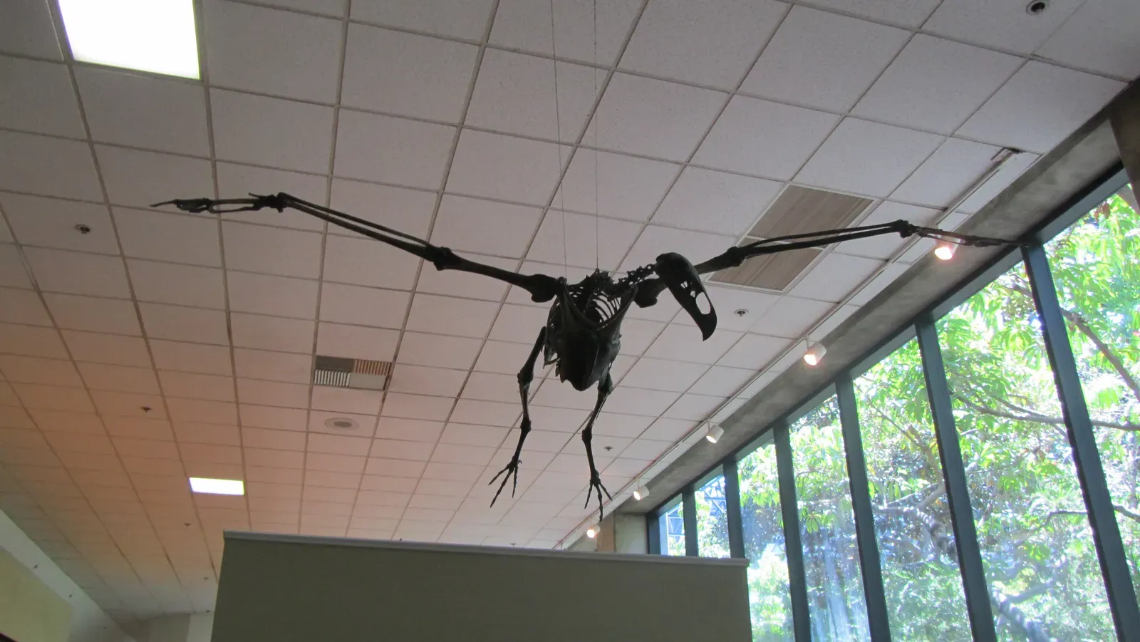 #11 - The Condor-Sized Bird That Ruled the Skies (originally posted to Flickr as Merriam's Giant Condor, CC BY-SA 2.0)