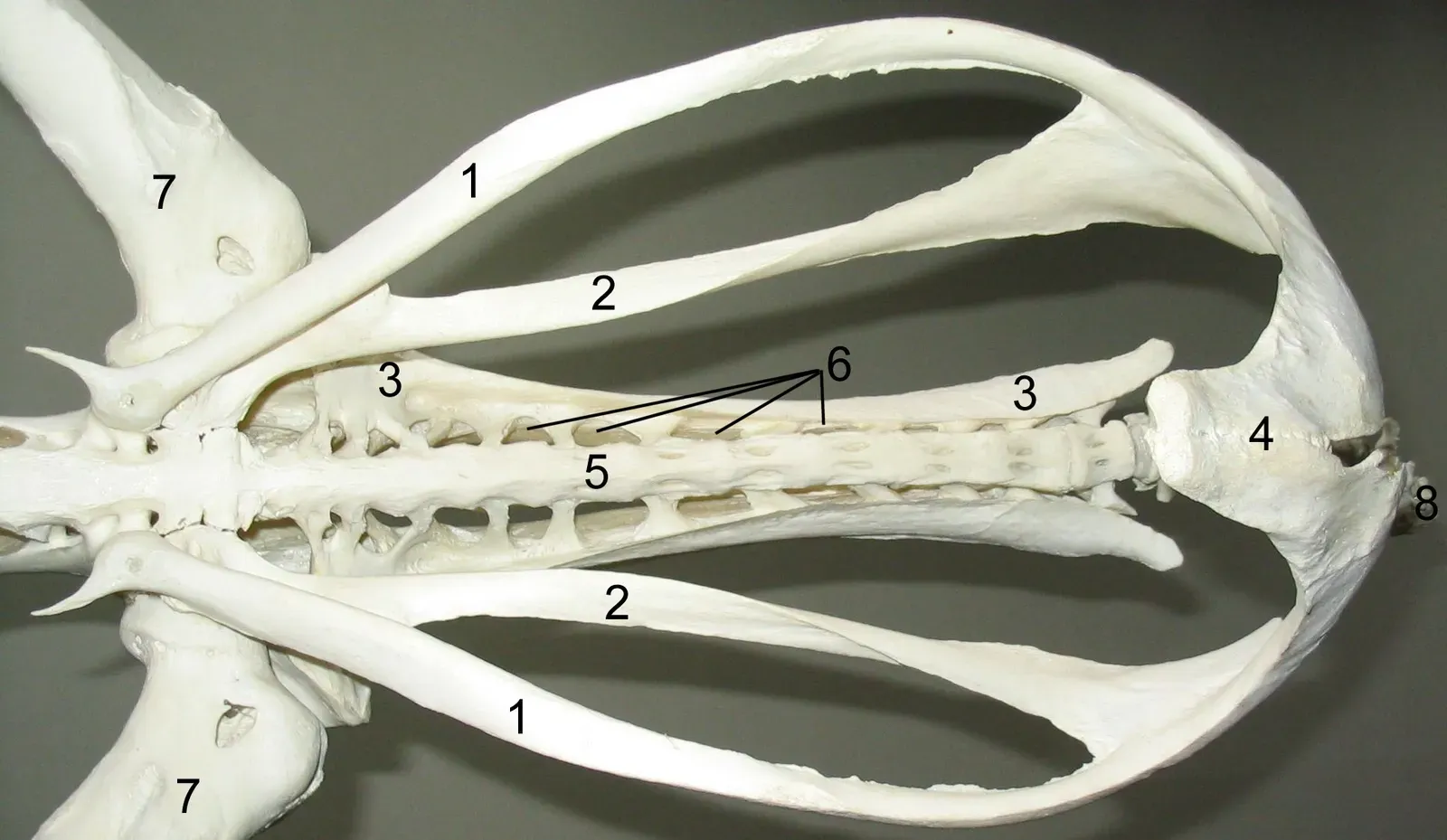 #4 - Bird Hips Finally Explained Dinosaur Posture (No machine-readable source provided. Own work assumed (based on copyright claims)., CC BY-SA 3.0)