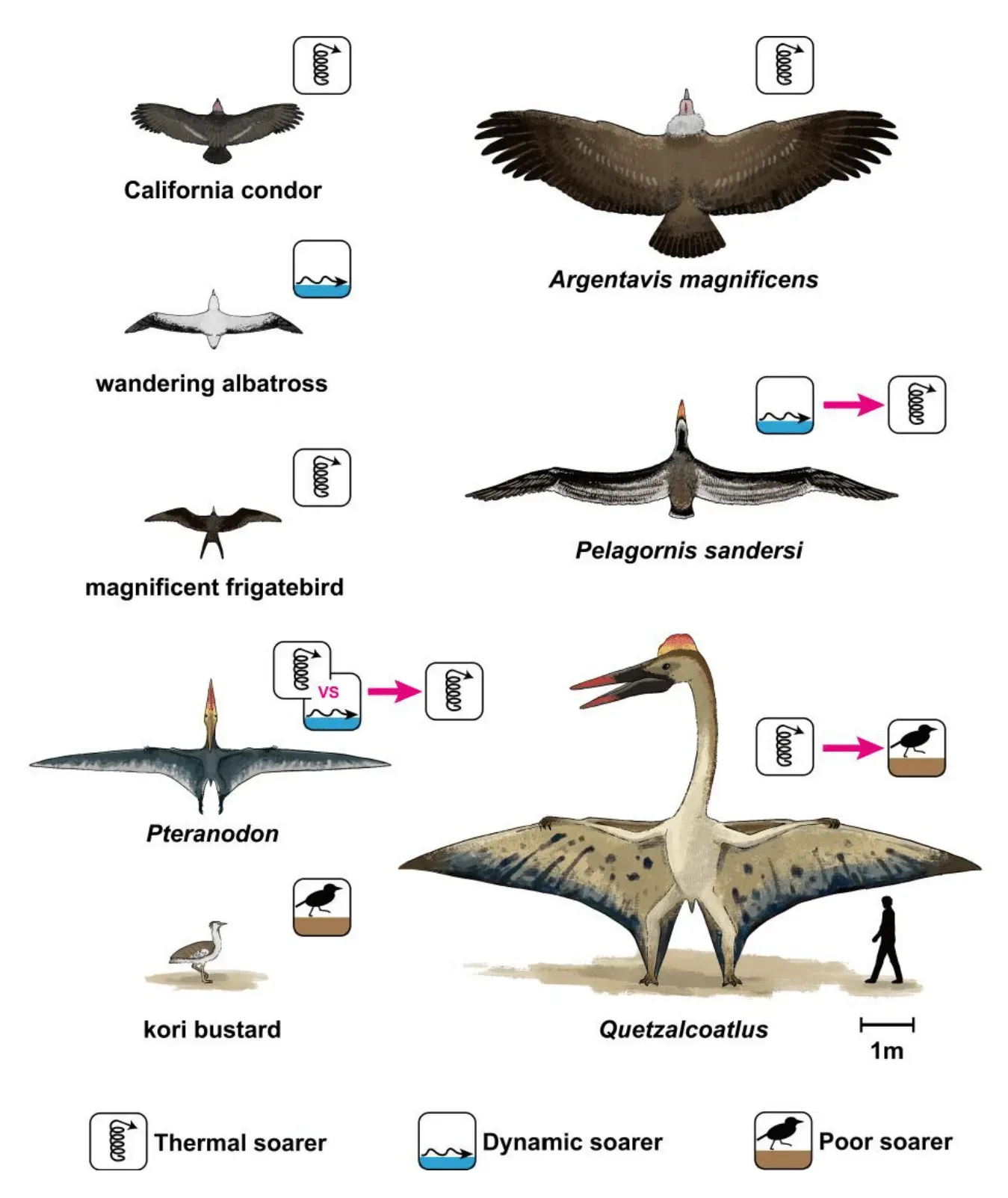 Conclusion (Yusuke Goto, Ken Yoda, Henri Weimerskirch, Katsufumi Sato, How did extinct giant birds and pterosaurs fly? A comprehensive modeling approach to evaluate soaring performance, PNAS Nexus, 2022;, pgac023, doi:10.1093/pnasnexus/pgac023, CC BY-SA 4.0)