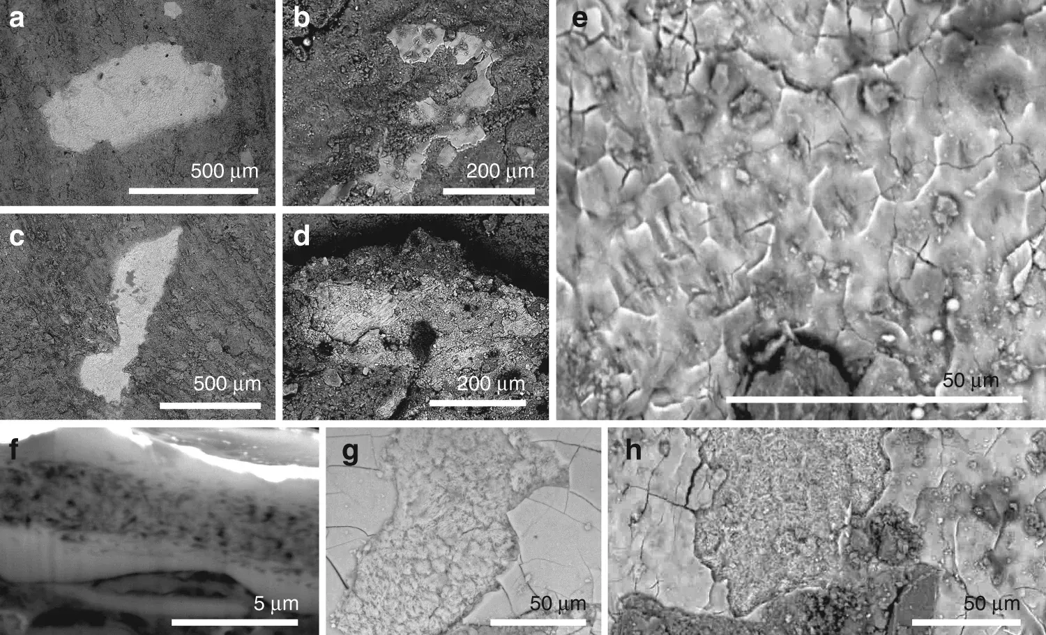 The Science of Melanosomes: Unlocking Color From Ancient Fossils ((2018). "Fossilized skin reveals coevolution with feathers and metabolism in feathered dinosaurs and early birds". Nature Communications 9 (2072). DOI:10.1038/s41467-018-04443-x. PMID 29802246. PMC: 5970262. ISSN 20411723., CC BY 4.0)