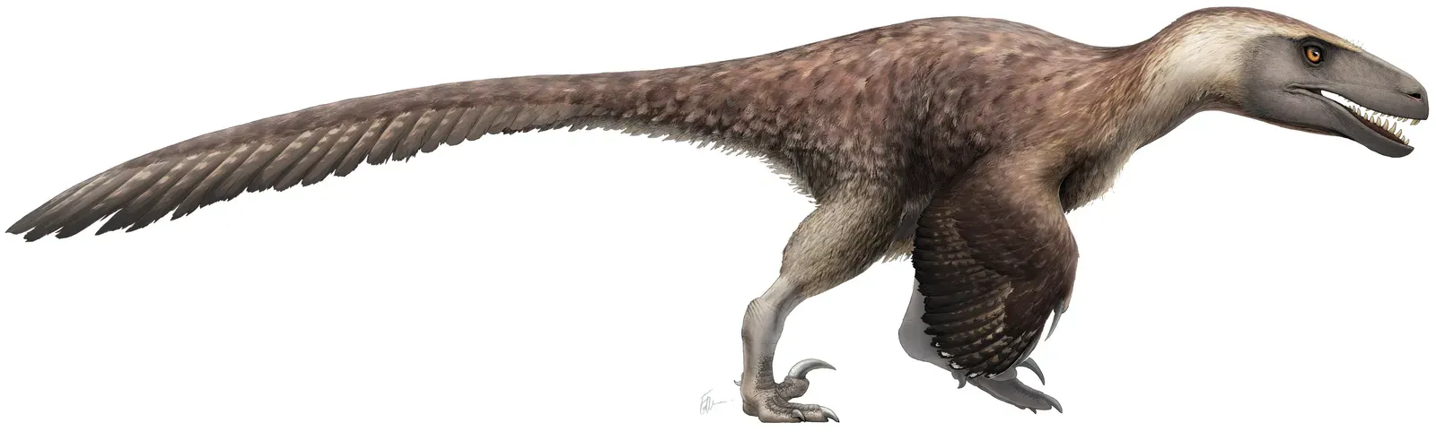 8. Utahraptor ostrommaysorum – The Supersized Raptor You Actually Should Fear (By Fred Wierum, CC BY-SA 4.0)
