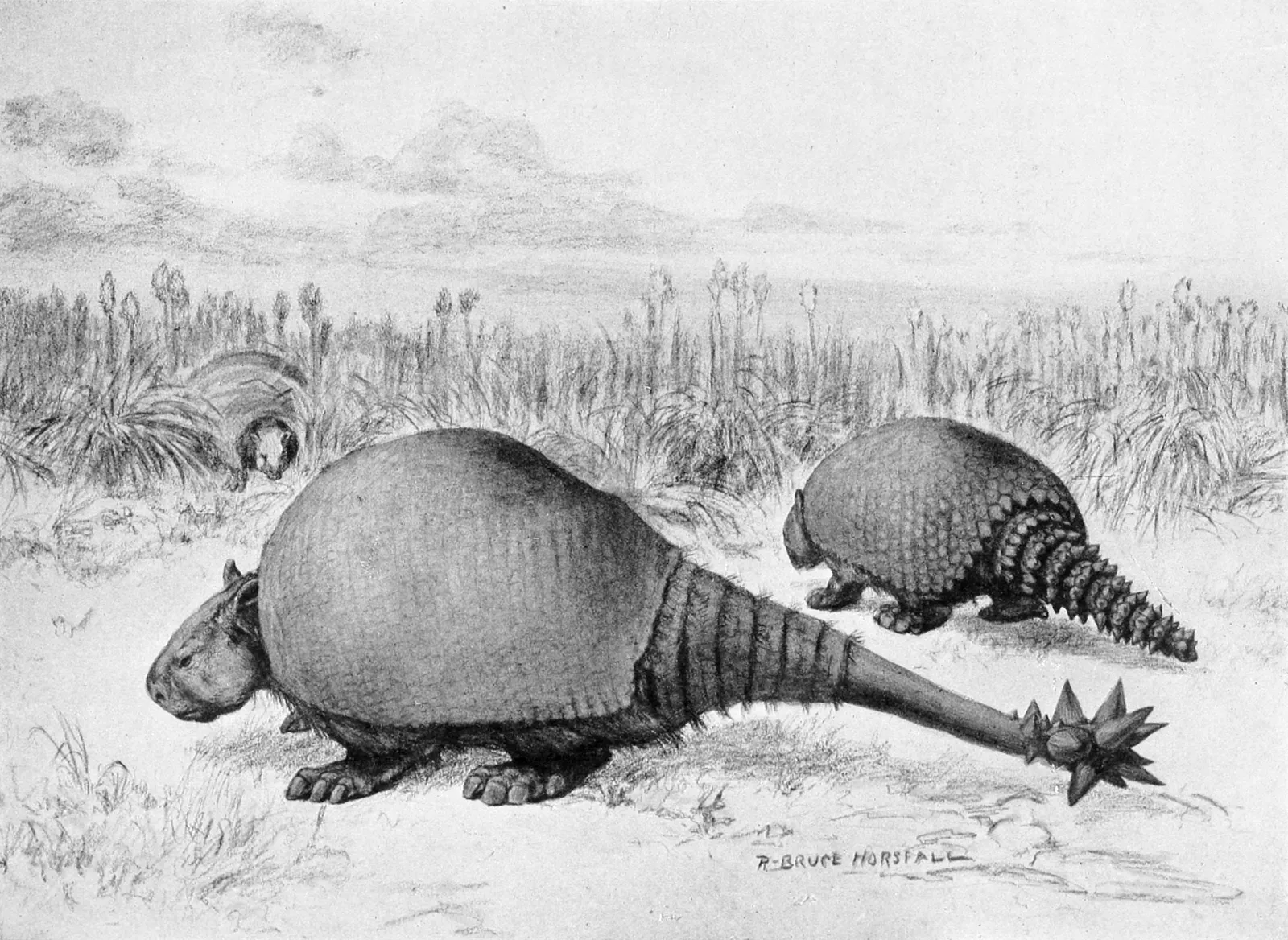 #12 - The Armored Tank You Never Knew Roamed Your Backyard: The Glyptodont (A History of Land Mammals in the Western Hemisphere, page 619, Public domain)