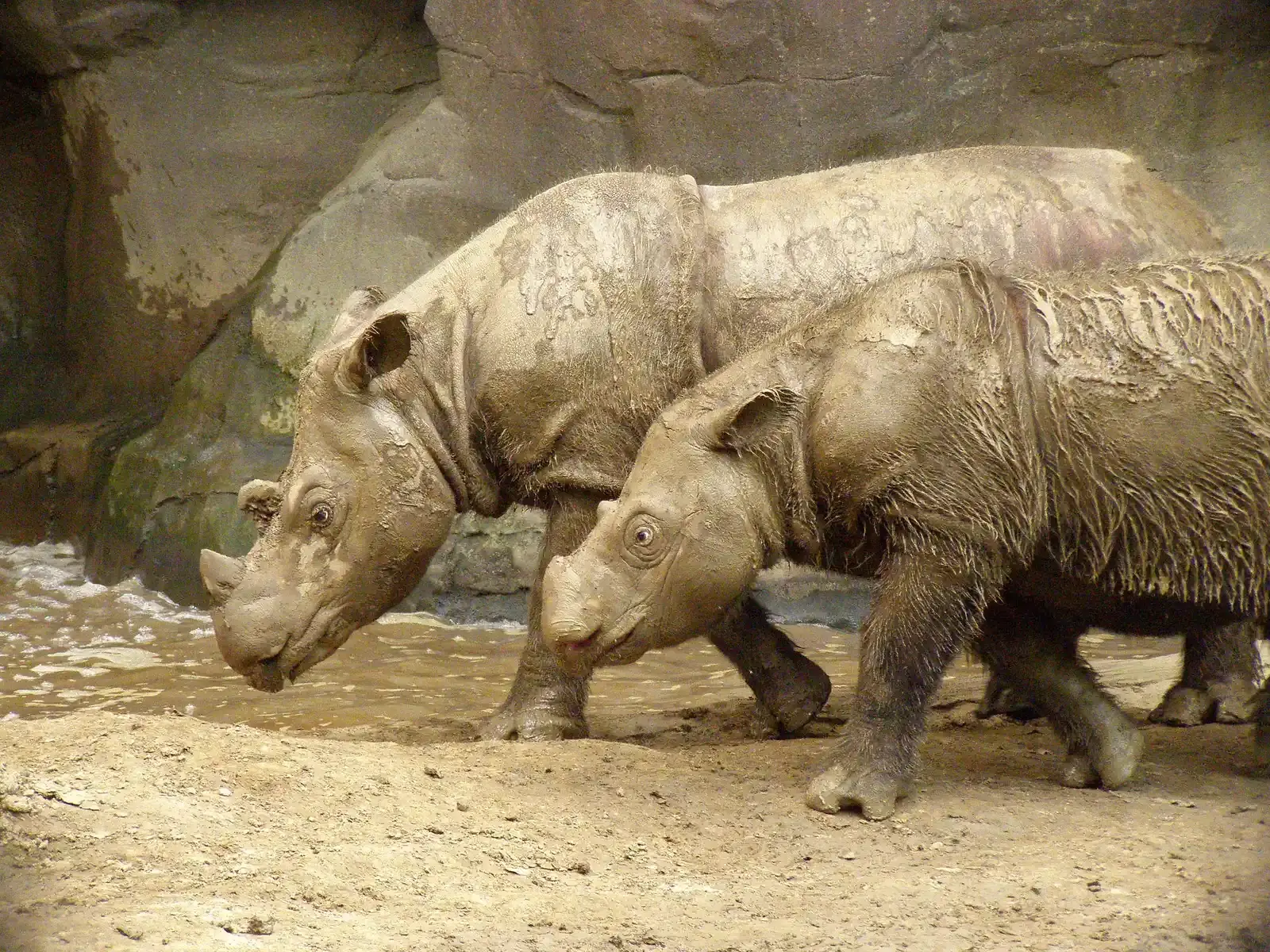 Sumatran Rhinoceros: The Hairy Rhino's Final Stand (Image Credits: Wikimedia)