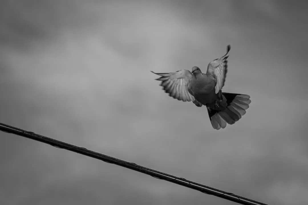 You Keep Seeing Symbolic Representations of the Animal (Image Credits: Unsplash)