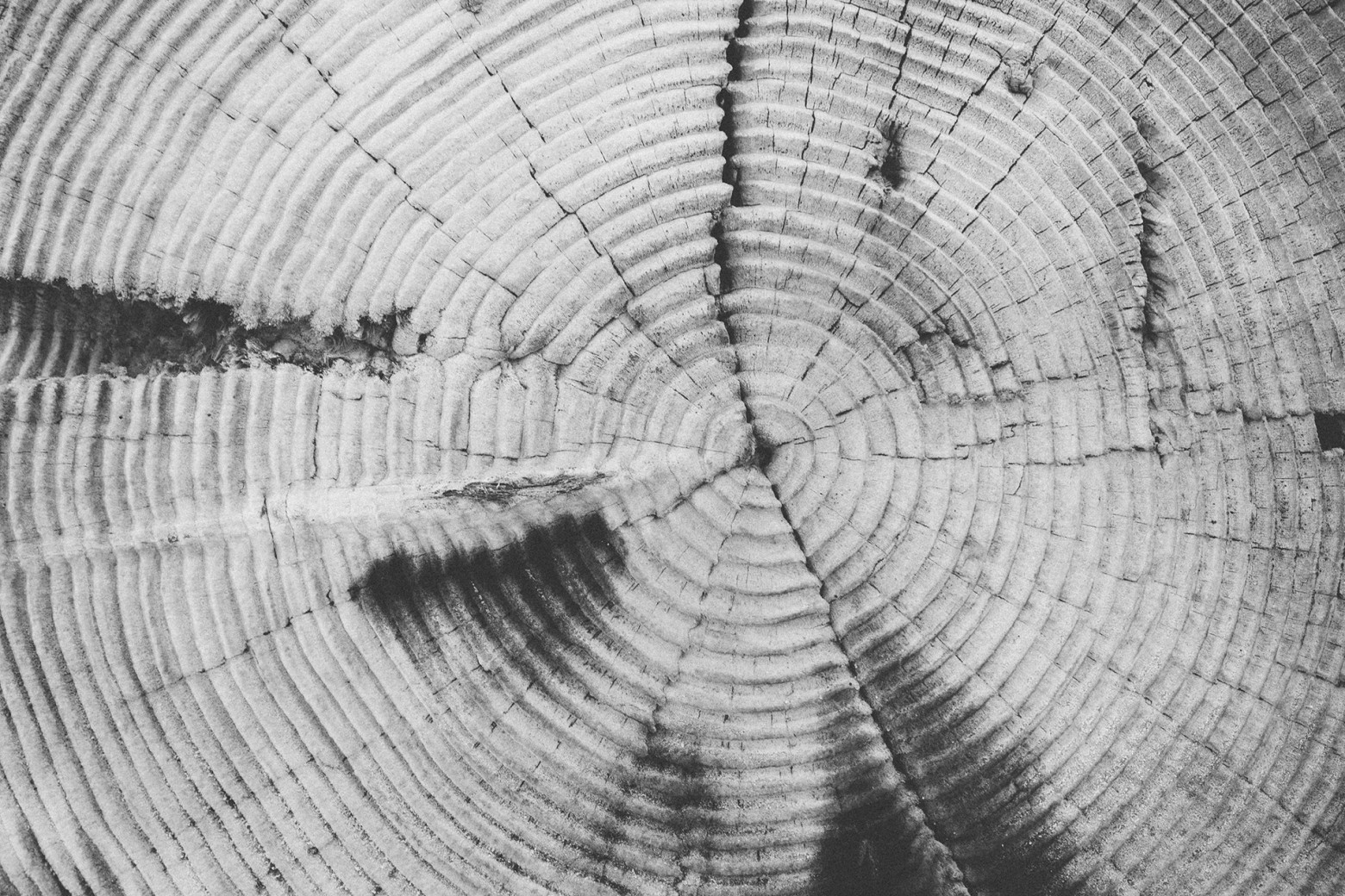 Precision Dating Through Tree Ring Analysis (Image Credits: Wikimedia)