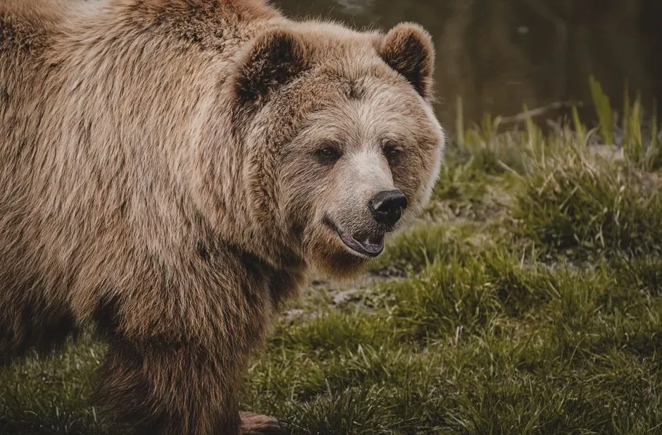 #5 - "They're Constantly Roaring and Growling" (Image Credits: Pexels)