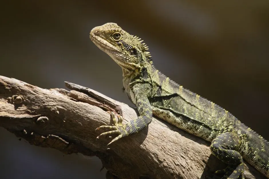 #8 - Reptiles Were Assumed Not to Feel Pain (Image Credits: Pexels)