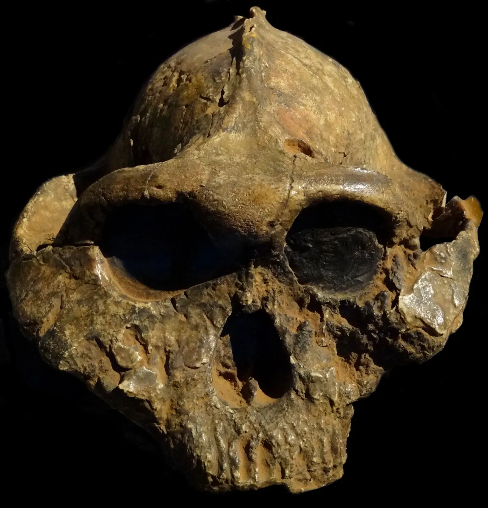 #17 - The Black Skull's Genus-Hopping Journey (By Bjørn Christian Tørrissen, CC BY-SA 3.0)