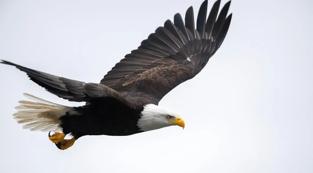 Leo: The Bald Eagle (Image Credits: Unsplash)