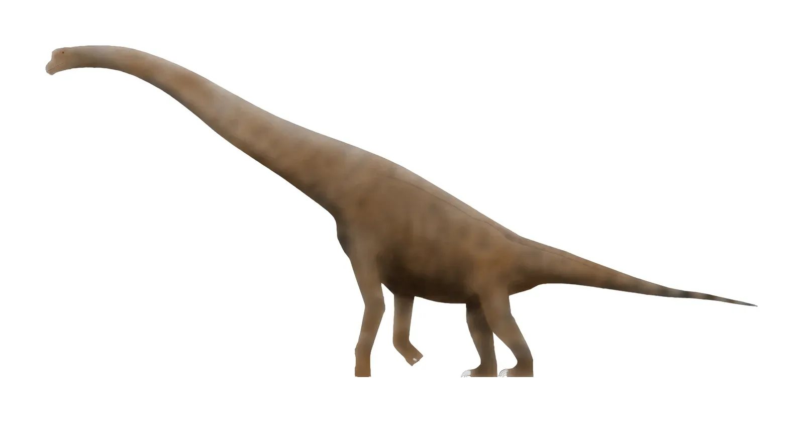 Cedarosaurus: The Gentle Giant Browser (Image Credits: Wikimedia)