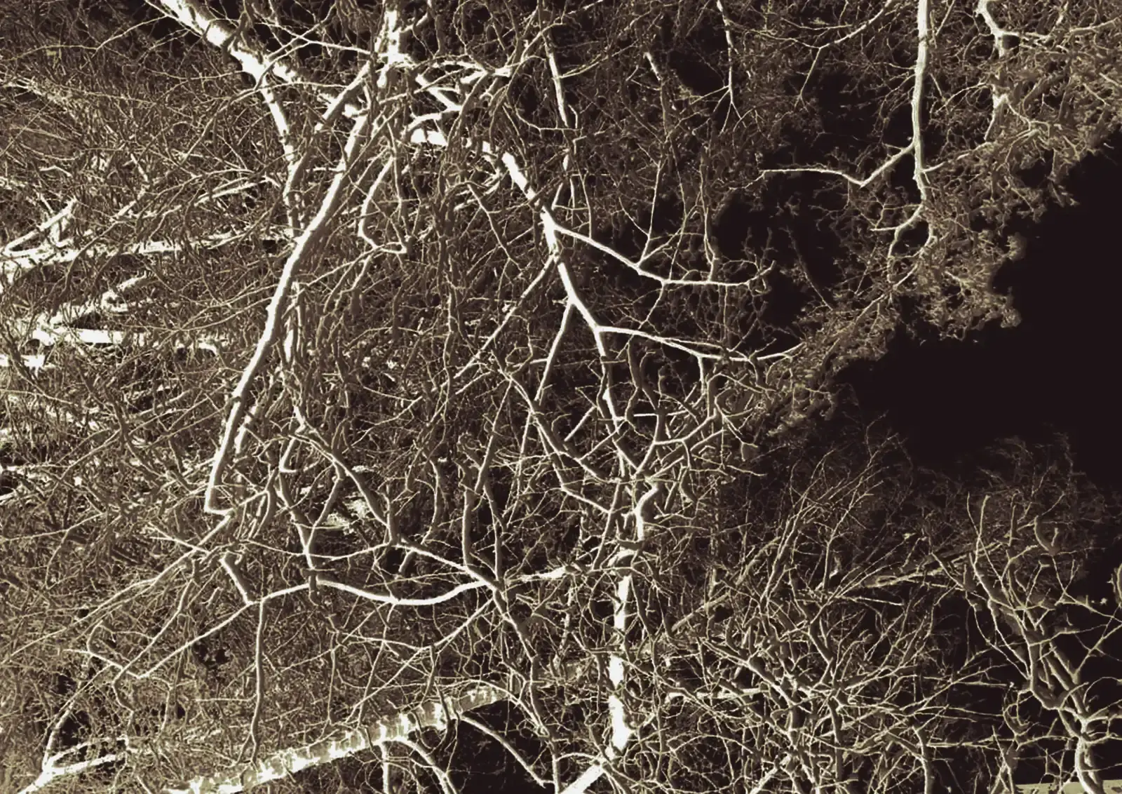 Trees Communicate Through Underground Fungal Networks (Image Credits: Wikimedia)