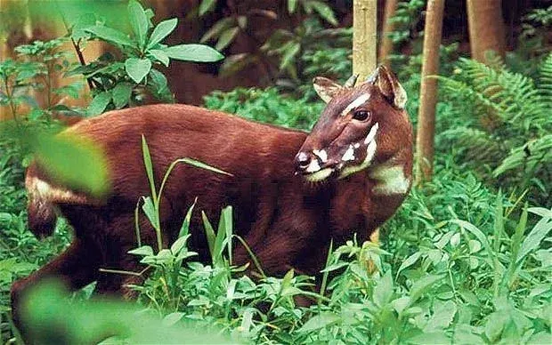 8. Millions of Wire Snares Pose the Greatest Threat to Its Survival (Image Credits: Saola: Reddit)