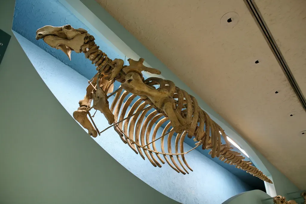#9 - Steller's Sea Cow: The Slow, Floating Buffet (Steller Sea Cow (Hydrodamalis gigas)Uploaded by FunkMonk, CC BY 2.0)