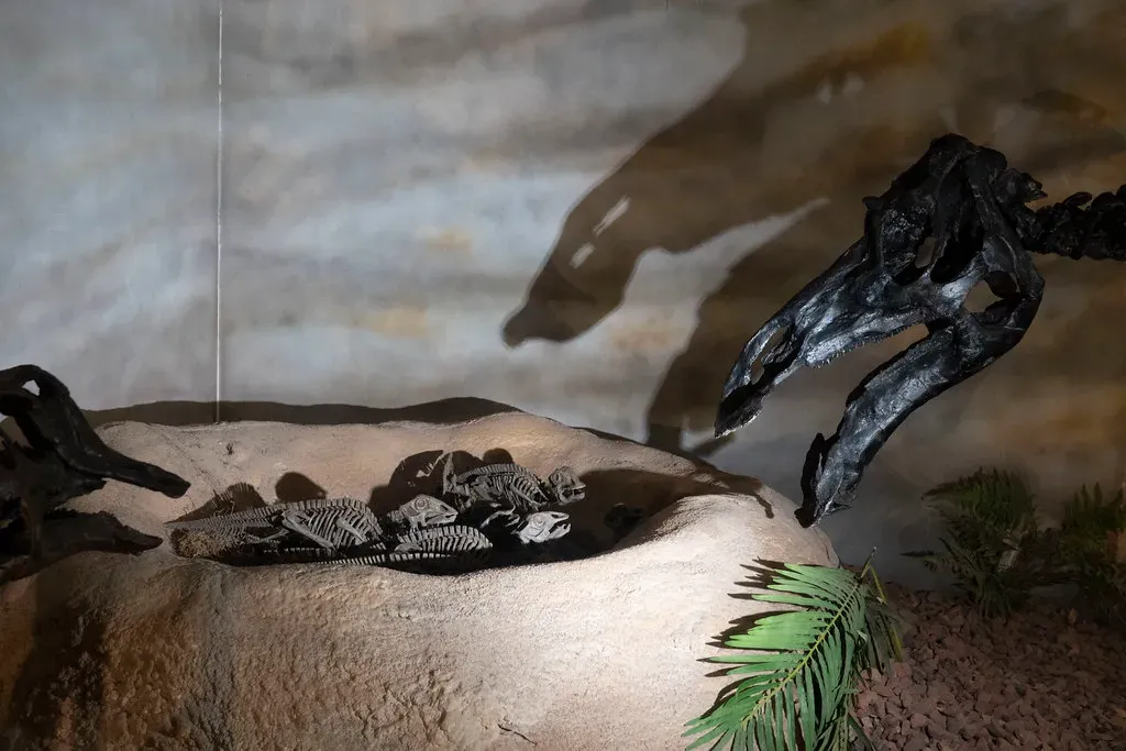 Maiasaura and Egg Mountain: The Discovery That Changed Everything (Image Credits: Flickr)