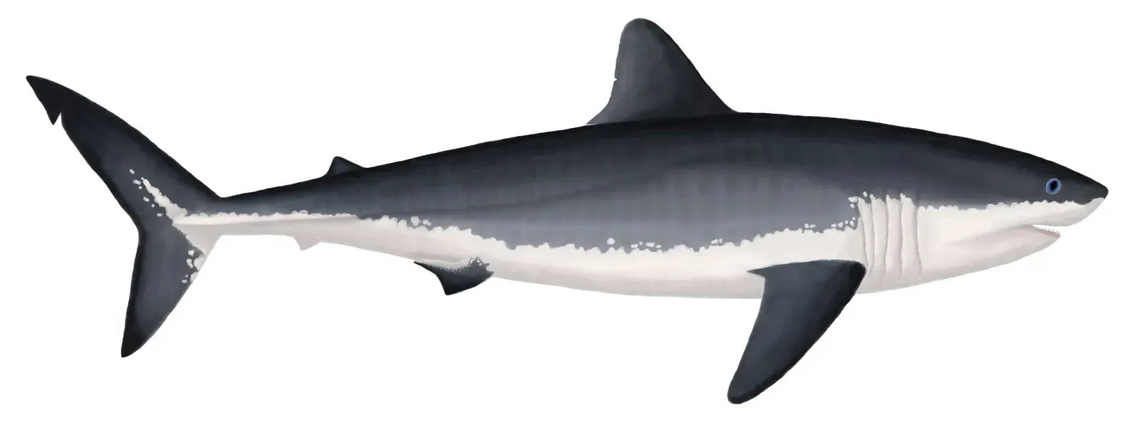 #5 - Cretoxyrhina, the "Ginsu Shark" That Feared Nothing (By Damouraptor, CC BY-SA 4.0)
