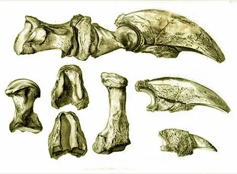 #5 - Bone Tools That Prove Humans Were Using Sloths as Raw Material (Caspar Wistar, “A Description of the Bones Deposited, by the President, in the Museum of the Society, and Represented in the Annexed Plates, Transactions, pp. 526-531, plates, 1799 (for American Philosophical Society), Public domain)
