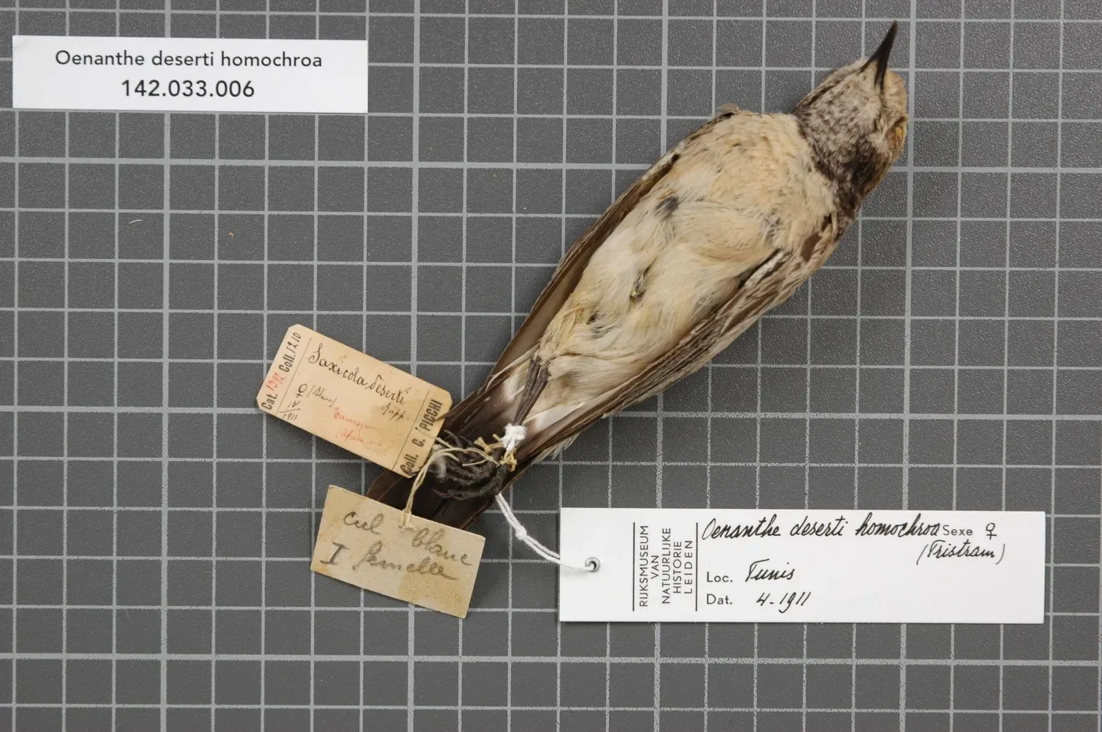#1 The Misfiled Specimen That Rewrote a Story - Until It Didn’t (Naturalis Biodiversity Center, CC0)