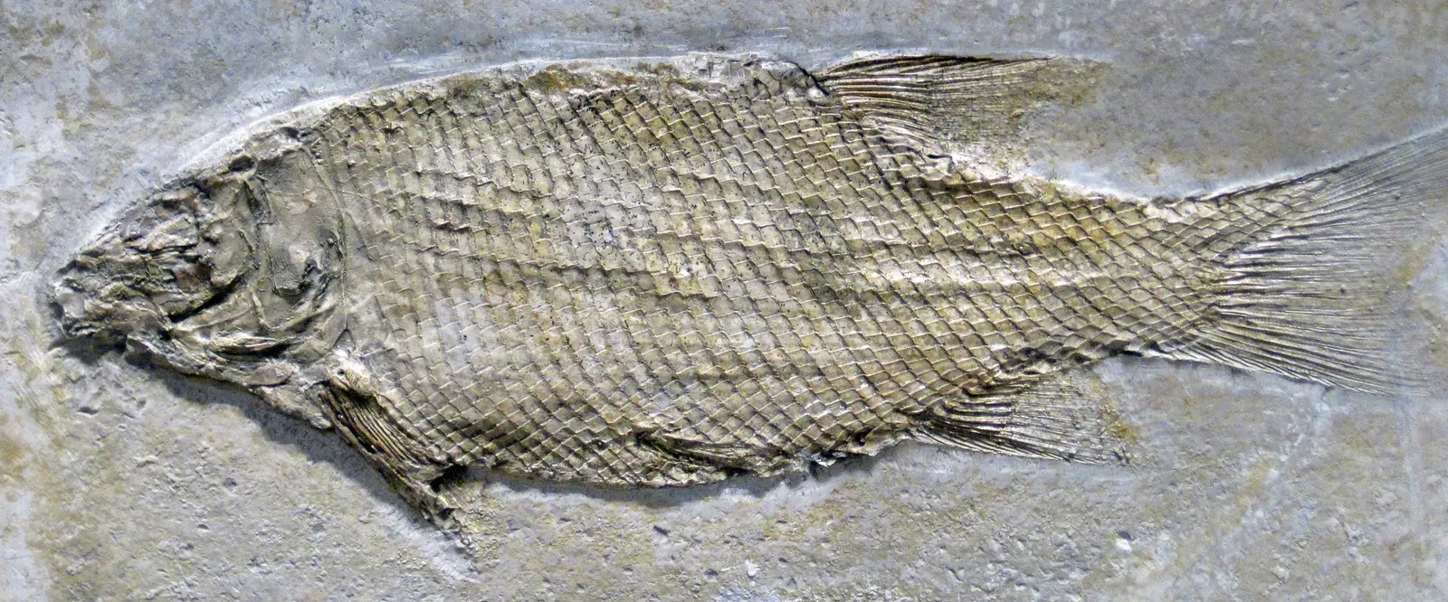 The Age of Fish and the Greening of the Land ("Lepidotes" ovatus (fossil fish) (Solnhofen Limestone, Upper Jurassic; Bavaria, Germany), CC BY 2.0)