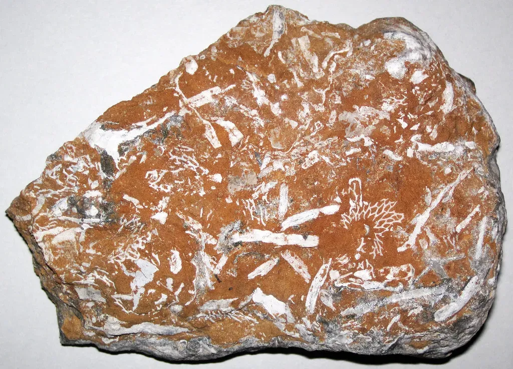 The Ordovician-Silurian Extinction: When Ice Conquered the Seas (Image Credits: Flickr)