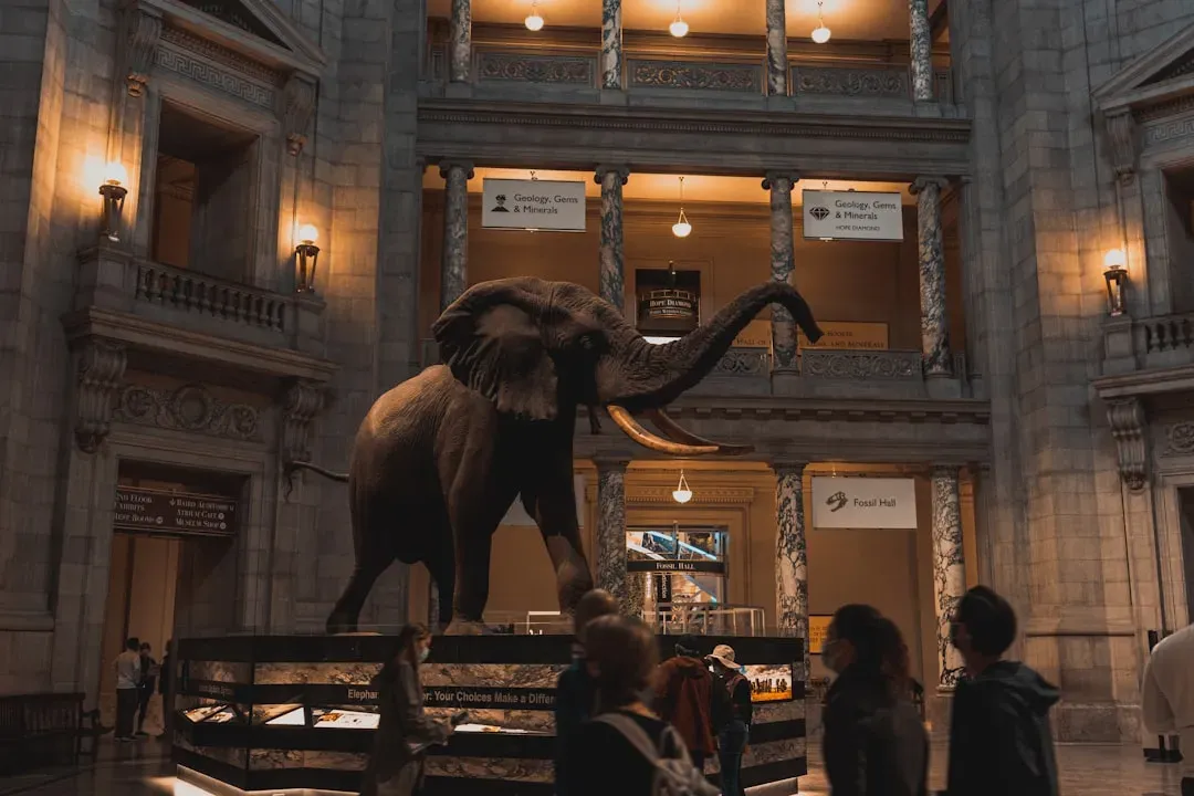 Smithsonian National Museum of Natural History, Washington, DC (Image Credits: Unsplash)