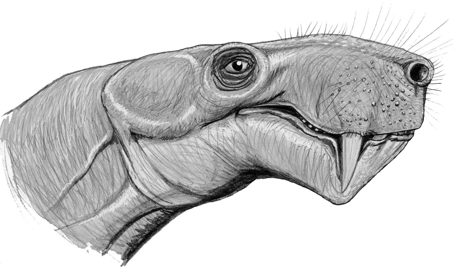 Inostrancevia: A Bone‑Crushing Hunter of the Dying Permian (dmitrchel@mail.ru, CC BY 3.0)