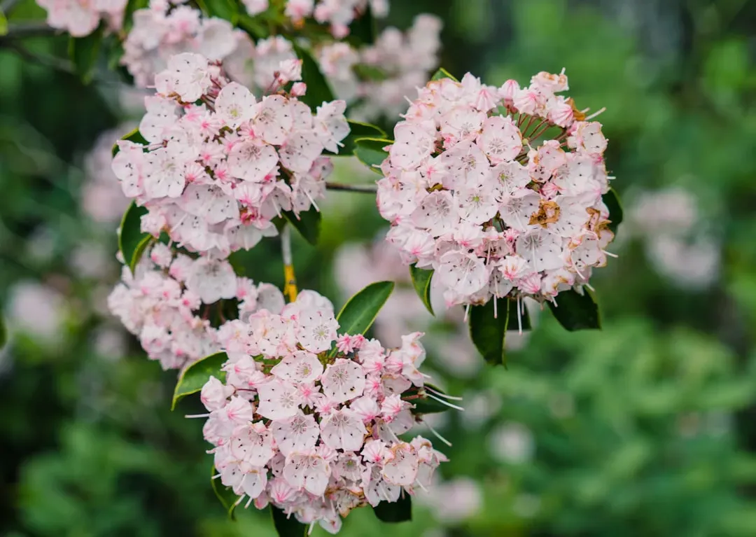 Capricorn – Mountain Laurel Tree (or Large Shrub) (Image Credits: Unsplash)