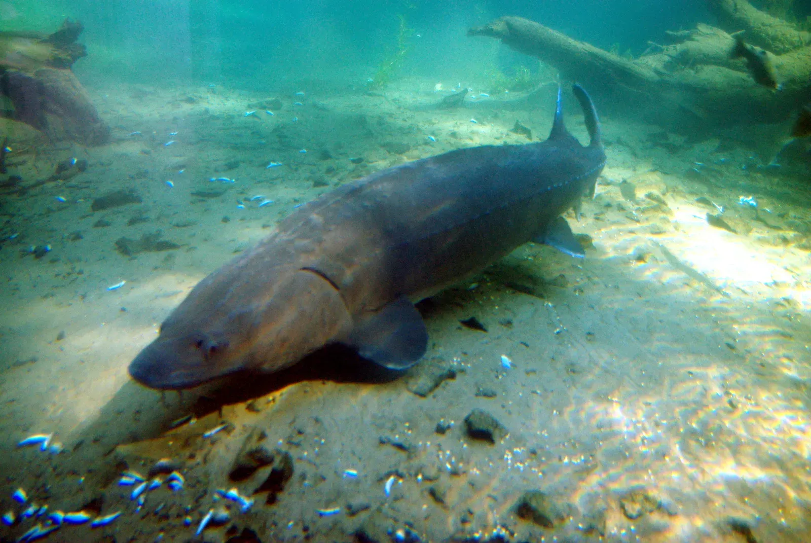 #9 - The Sturgeon: Caviar's Prehistoric Secret (By M.O. Stevens, CC BY-SA 3.0)