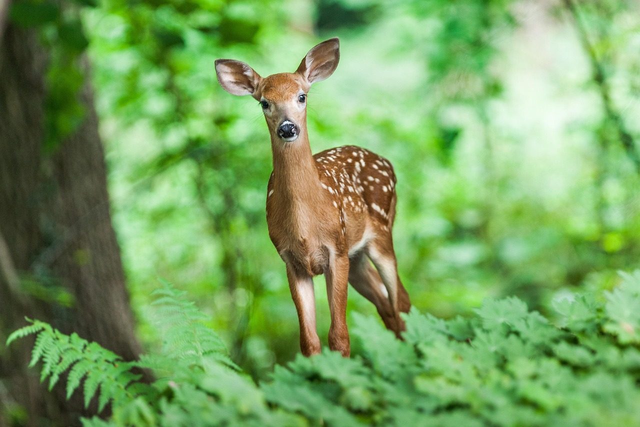 Green Admirers Carry the Gentle Deer Energy (Image Credits: Pixabay)