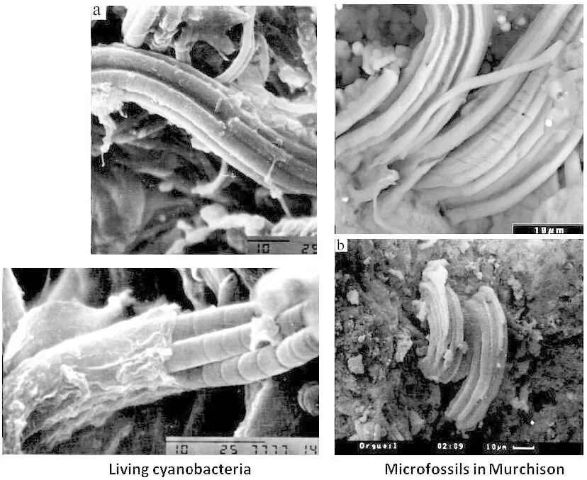 Ancient Microfossils: Earth's Tiniest Time Capsules (Image Credits: Flickr)