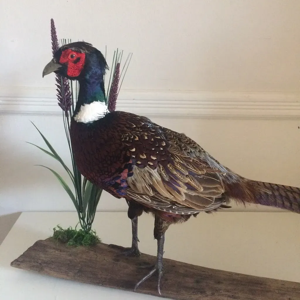 4. Bird Lungs, Hearts, and Metabolism Are Pure High‑Performance Dinosaur Tech (brooklyntaxidermy, Flickr, CC BY 2.0)