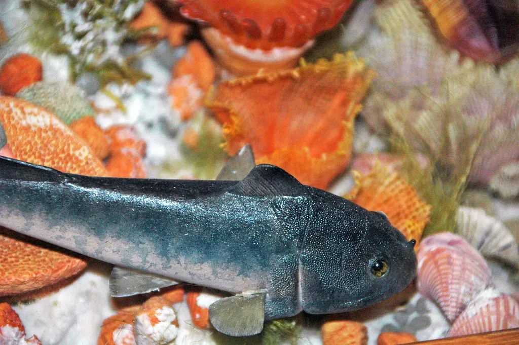 The Devonian: When the Seas Went Wild (James St. John, Flickr, CC BY 2.0)