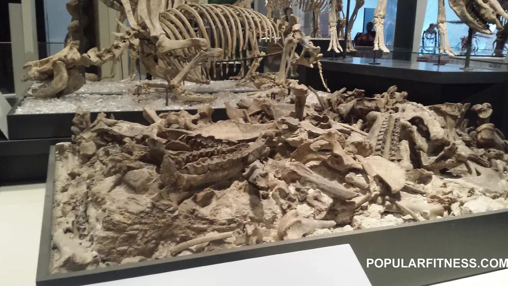 Conclusion: Dinosaurs Were Everywhere, Even Where We Least Expect (Peter Kudlacz, Flickr, CC BY 2.0)