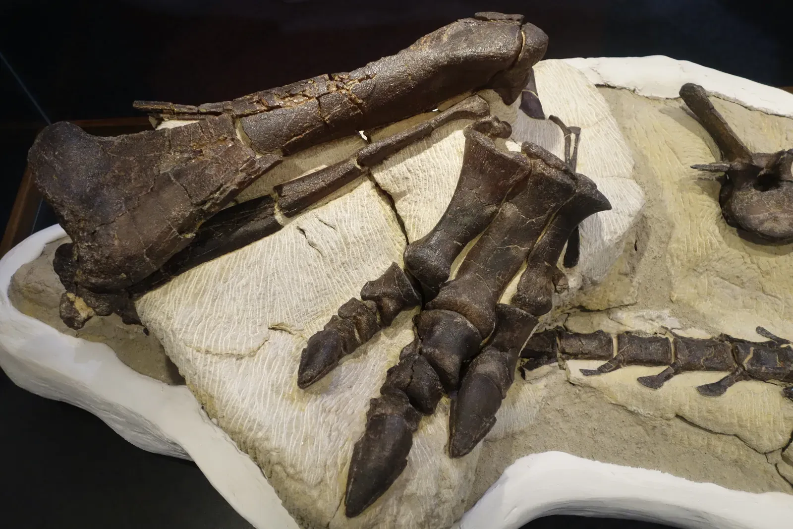 What All These Discoveries Mean for Understanding Life (Image Credits: Wikimedia)