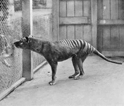 #3 - The Thylacine "Last One Froze to Death in Neglect" Narrative (National Archives of Australia [1] Image no. :  A1200, L35618 Barcode : 11450586, Public domain)