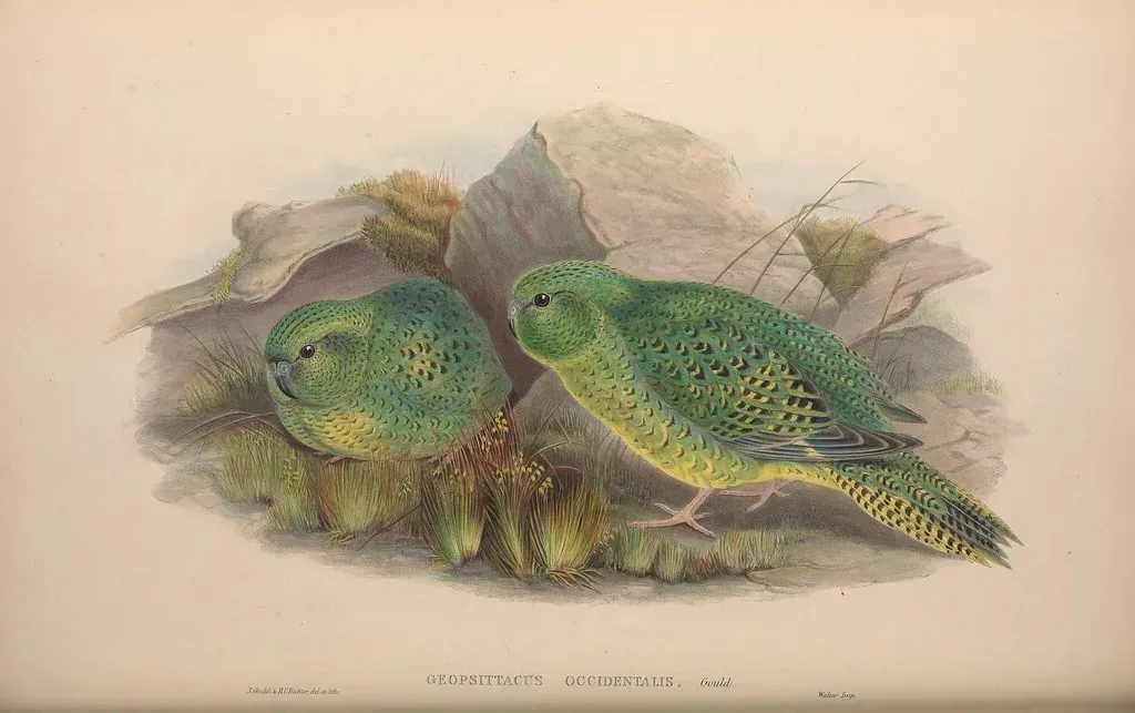 #8 - The Australian Night Parrot (Image Credits: Flickr)