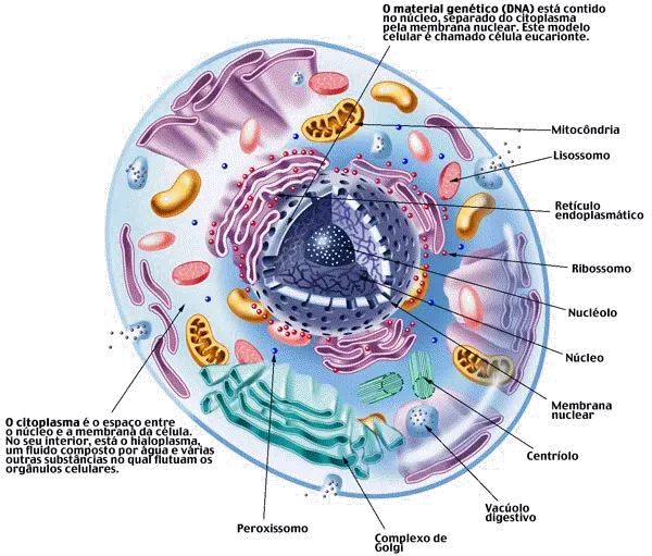 Shape Is Everything: How Melanosome Geometry Reveals Color (Image Credits: Wikimedia)