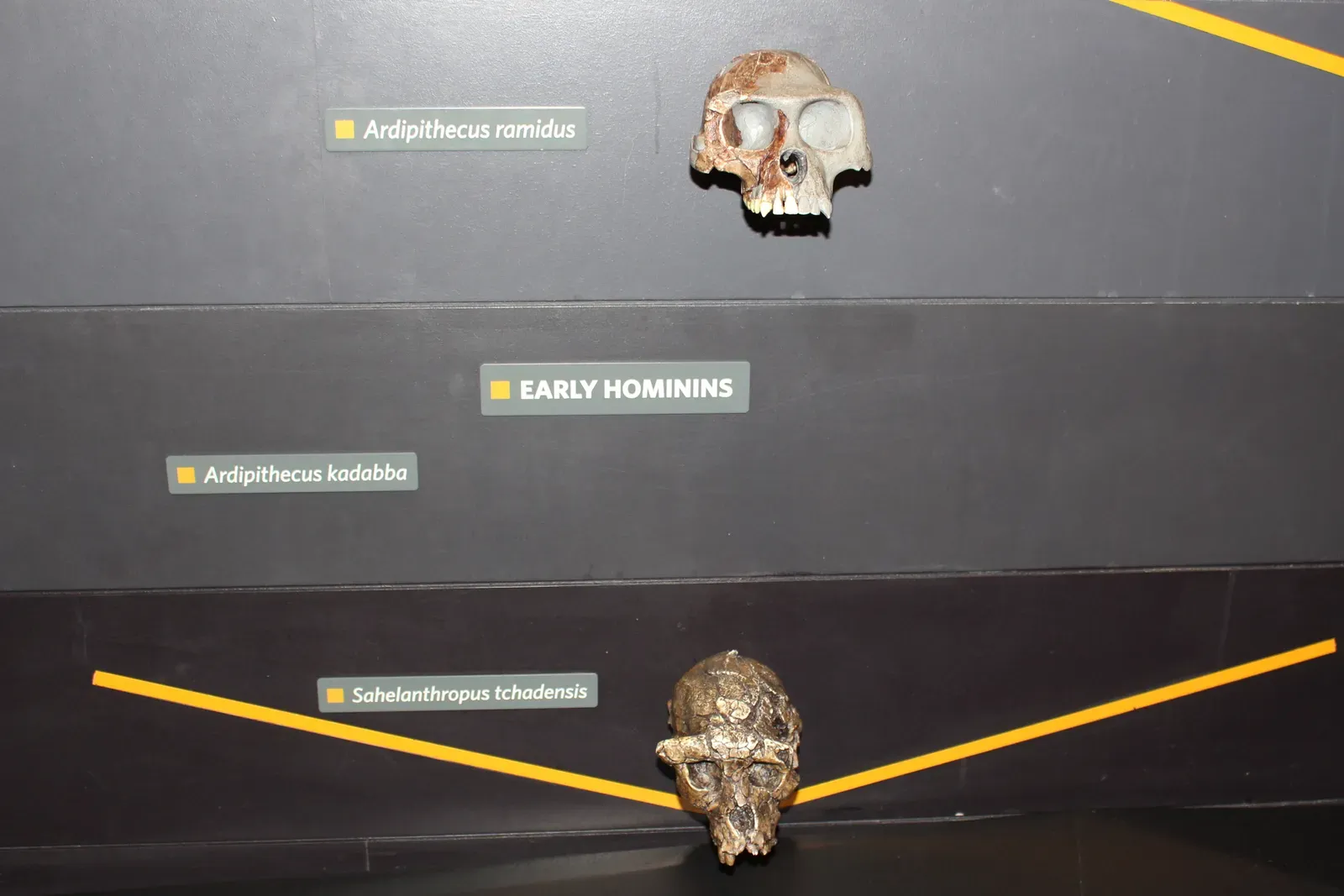 Ardipithecus and the Problem With Preconceived Ancestors (kindly granted by the author, CC BY-SA 4.0)