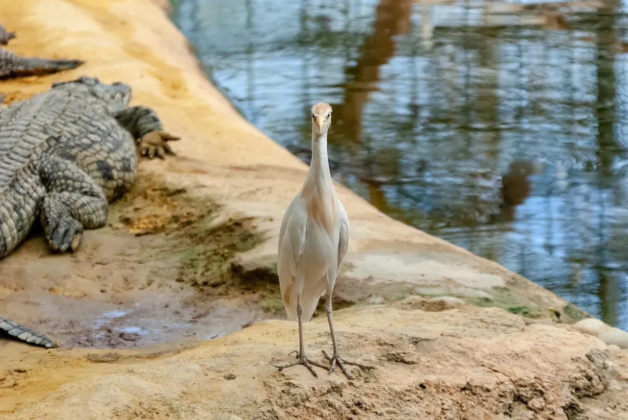 Birds and Crocodiles: Your Living Key to Dinosaur Sounds (Image Credits: Pixabay)
