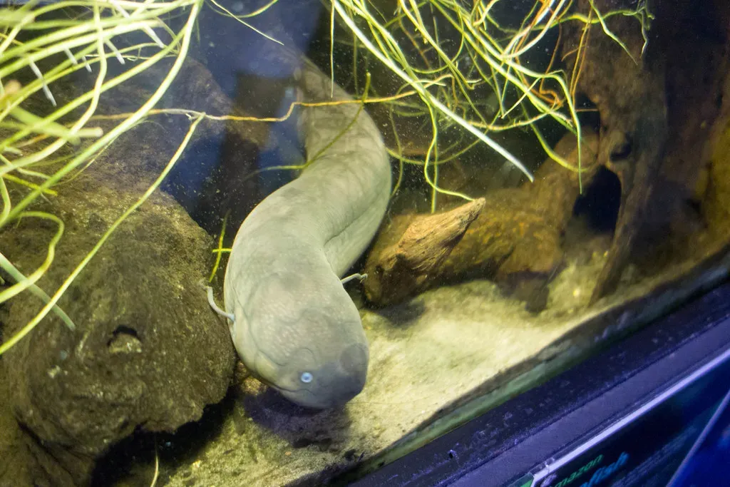 6. Lungfish: The Fish That Remembers How To Be A Land Animal (Kent Wang, Flickr, CC BY-SA 2.0)