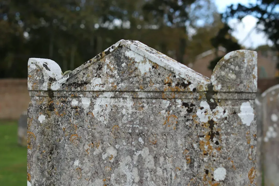 #6: Black Molds and Sooty Biofilms – The Cemetery Smog Record (Image Credits: Unsplash)