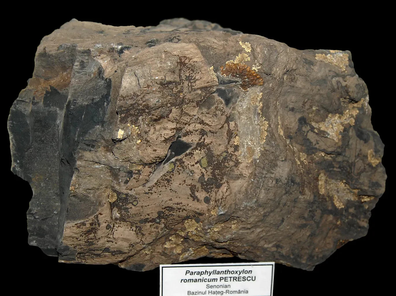 Prehistoric Flowering Trees Towering Over Dinosaurs (Image Credits: Wikimedia)